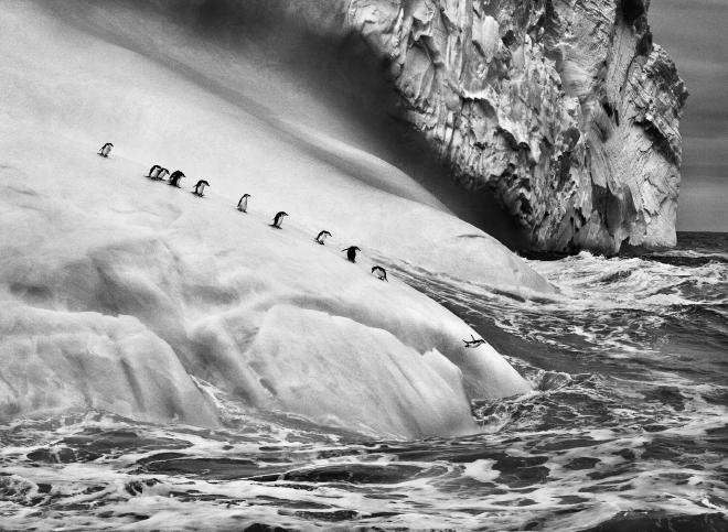 Penguins (2009)